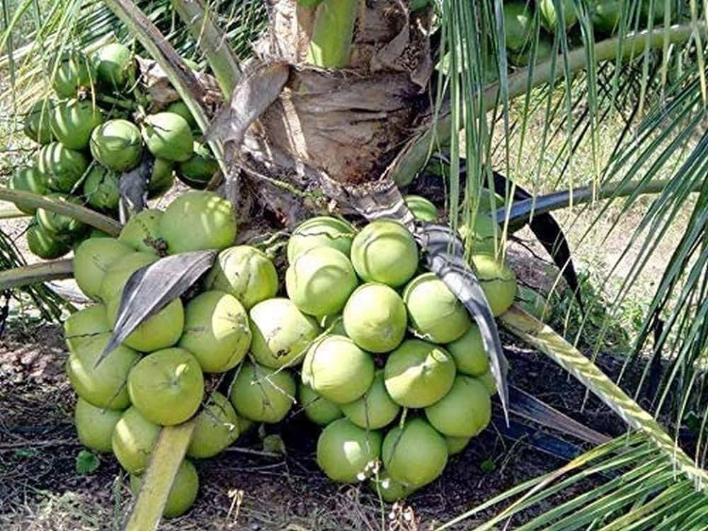 Discover the Top 10 Interesting Facts About Coconut Tree Today