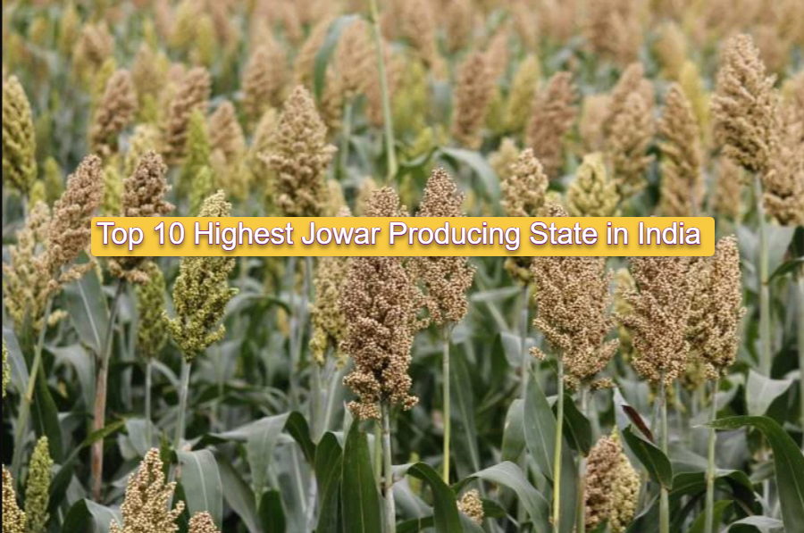 Top 10 Highest Jowar Producing State in India