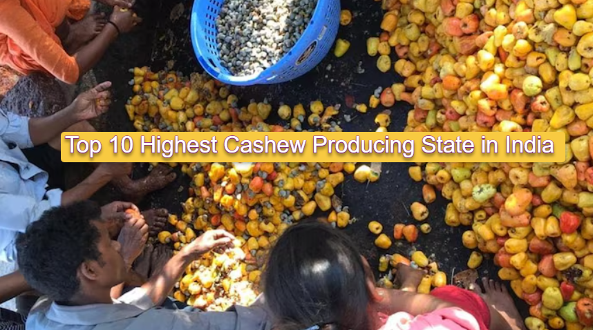 Top 10 Highest Cashew Producing State in India
