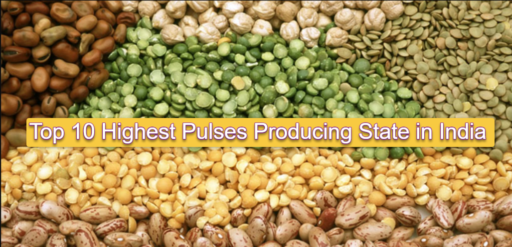 Exploring the Top 10 Highest Pulses Producing State in India