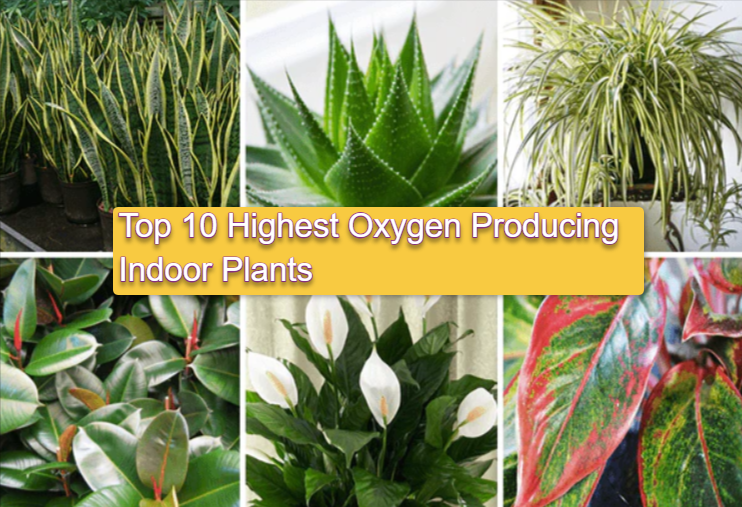Top 10 Highest Oxygen Producing Indoor Plants