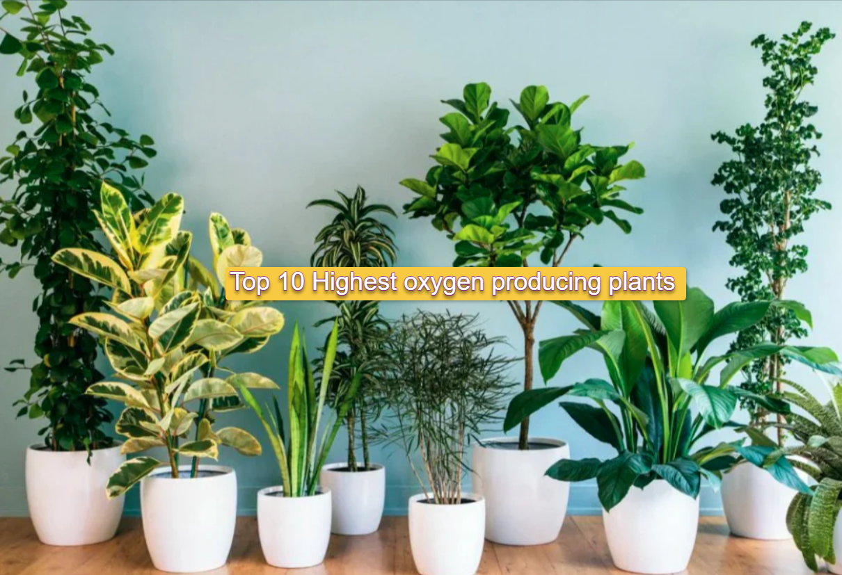 Top 10 Highest Oxygen Producing Plants for Healthier Air