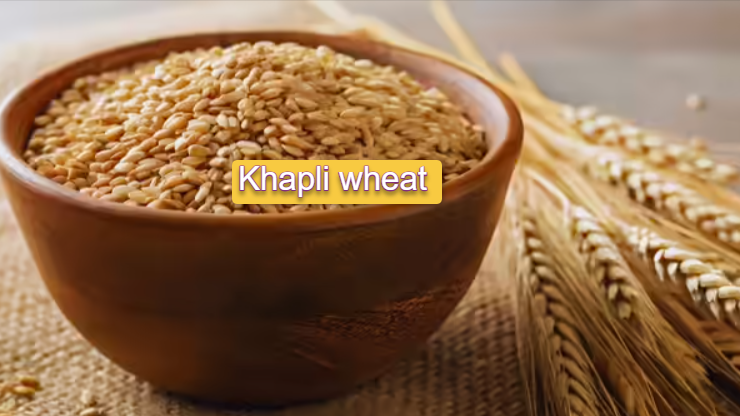 Khapli Wheat: Benefits, Uses, and Why It Is Gaining Popularity