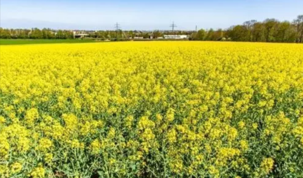 Top 10 Highest mustard producing state in india