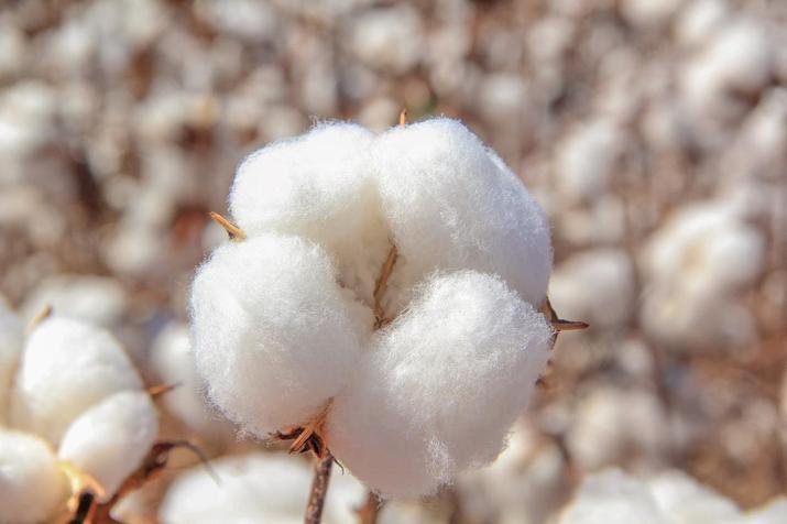 Find the Top 10 Cotton Producing Districts in Karnataka.