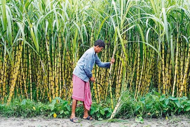 Top 10 Highest Sugarcane Producing District in Karnataka